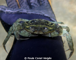 Curious Green Crab (Carcinus maenas) by Paula Canal Vergés 